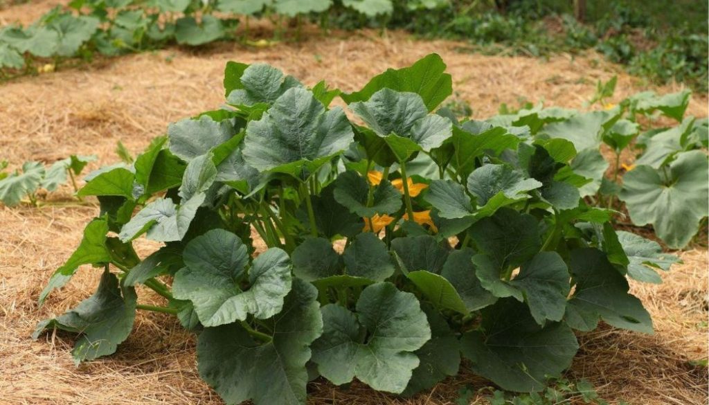 pailler le potager