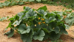 pailler le potager