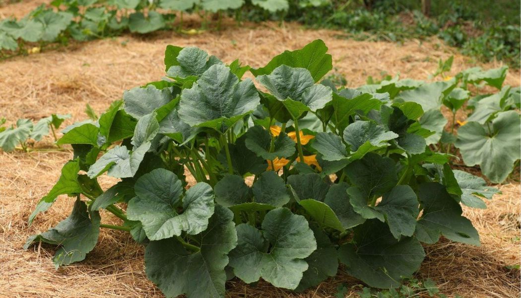 pailler le potager