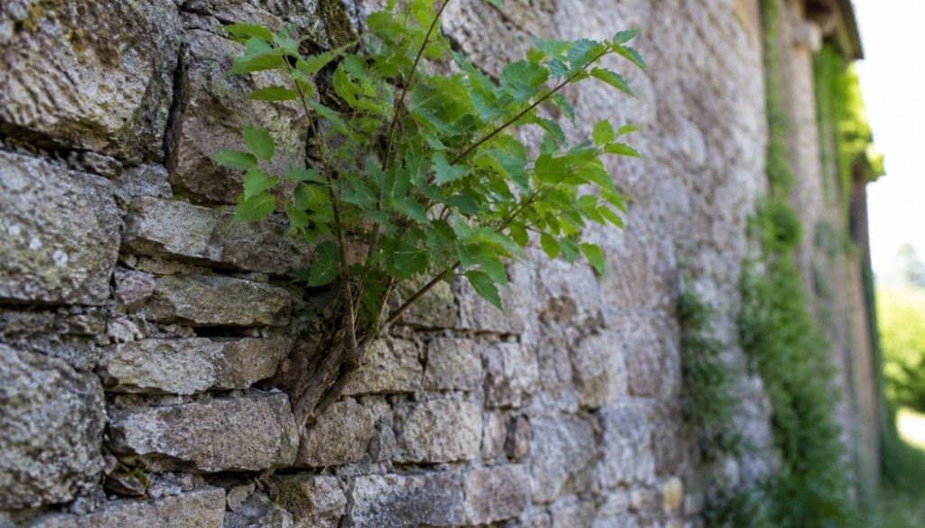arbre dans mur