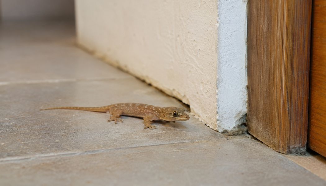lézard